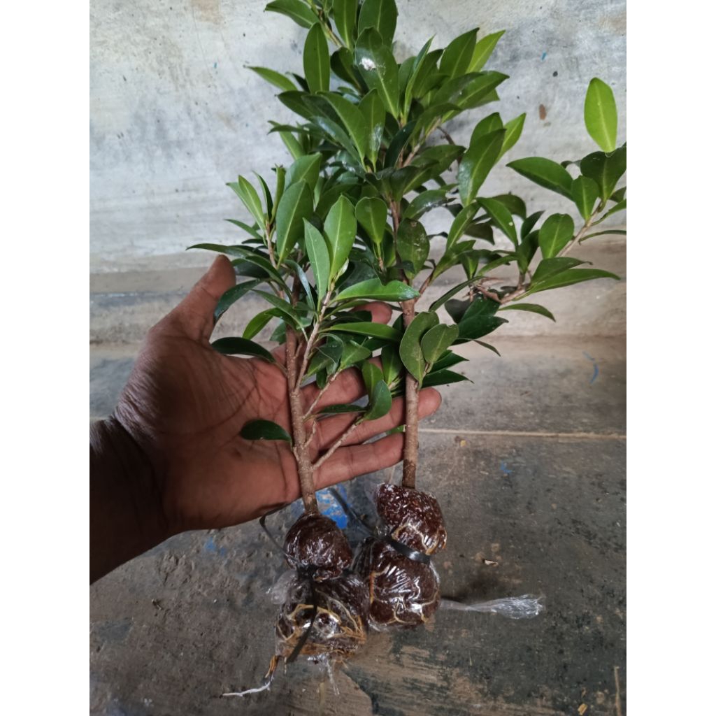 Bahan bonsai Beringin Elegan