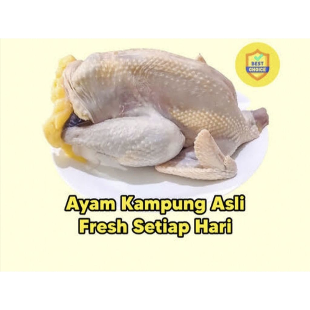 

Ayam kampung segar/ ayam kampung fresh/ ayam kampung pasar pagi 1.5kg -+