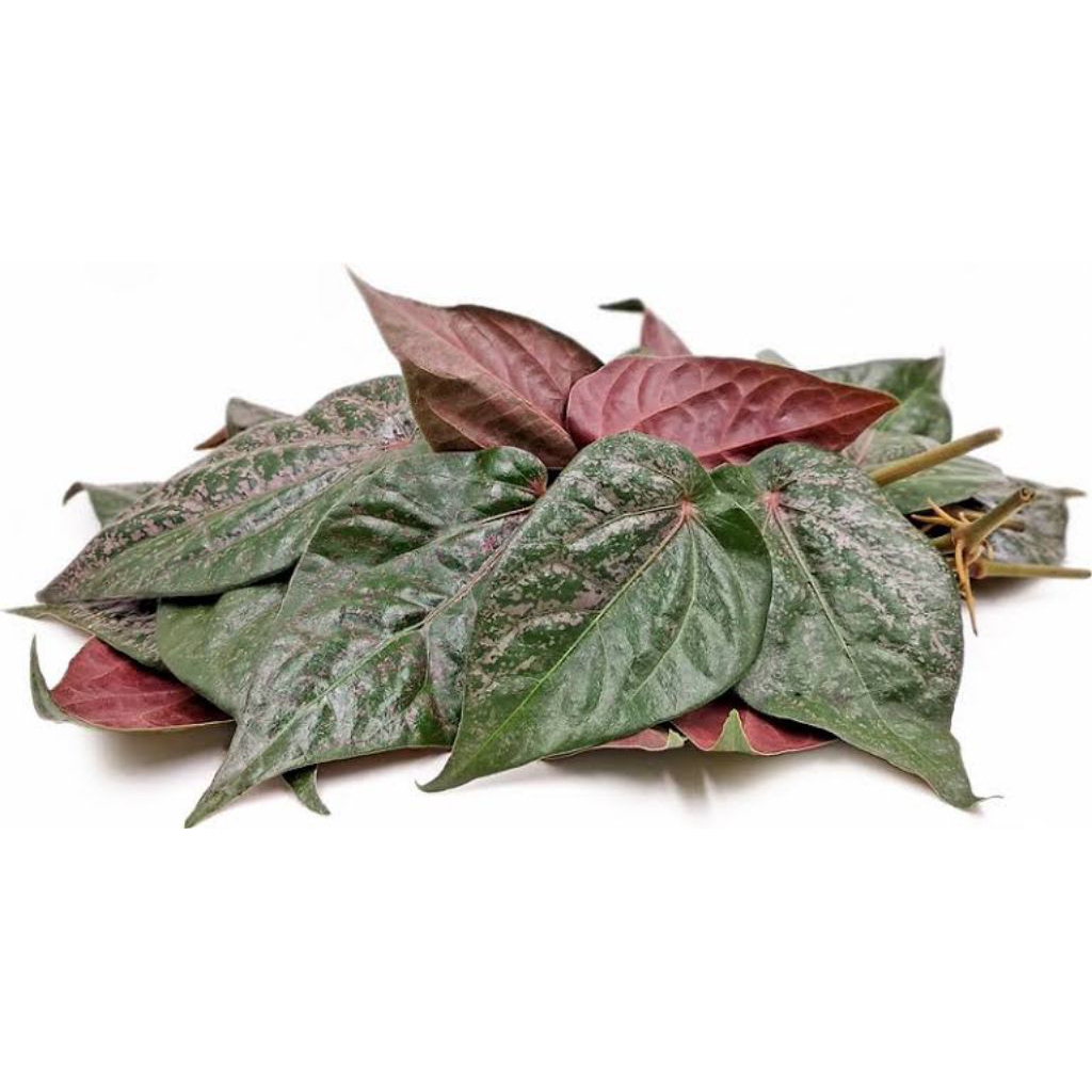 

Daun Sirih Merah 1 pack (10 pcs) Herbal,Alami.
