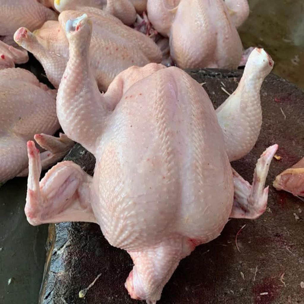 

Ayam Broiler / Ayam Potong Karkas Berat 1kg-2kg