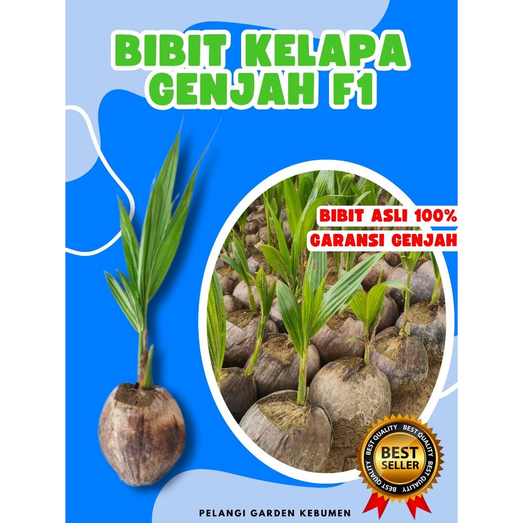 TERLARIS.. Benih Kelapa Kopyor Original, Benih Kelapa Kopyor Pati
