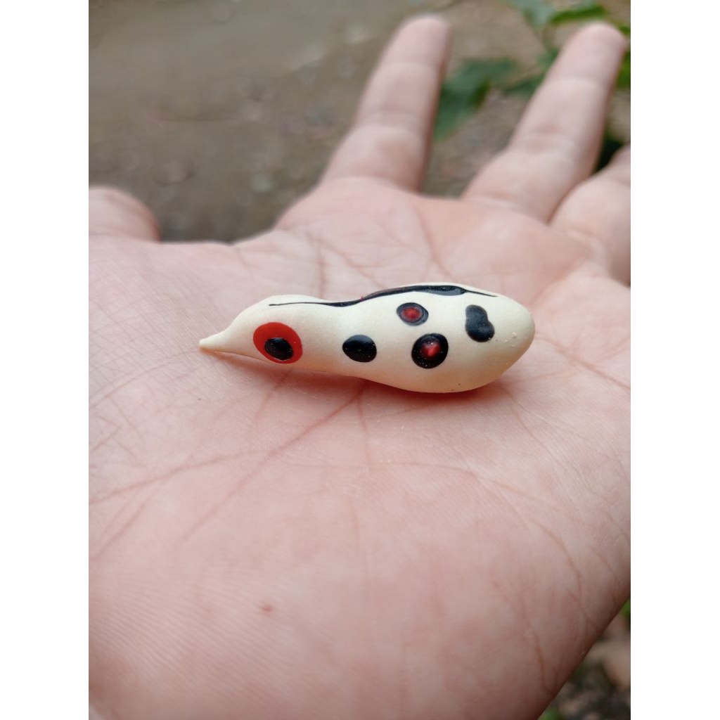 kulit/cangkang soft frog ukuran 3,5 cm