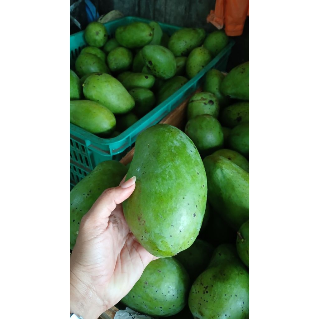

mangga gadung
