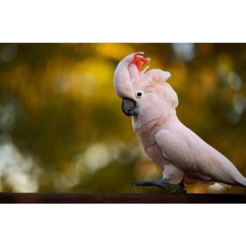 

Telur burung kakatua mollucan telur fertil untuk ditetaskan