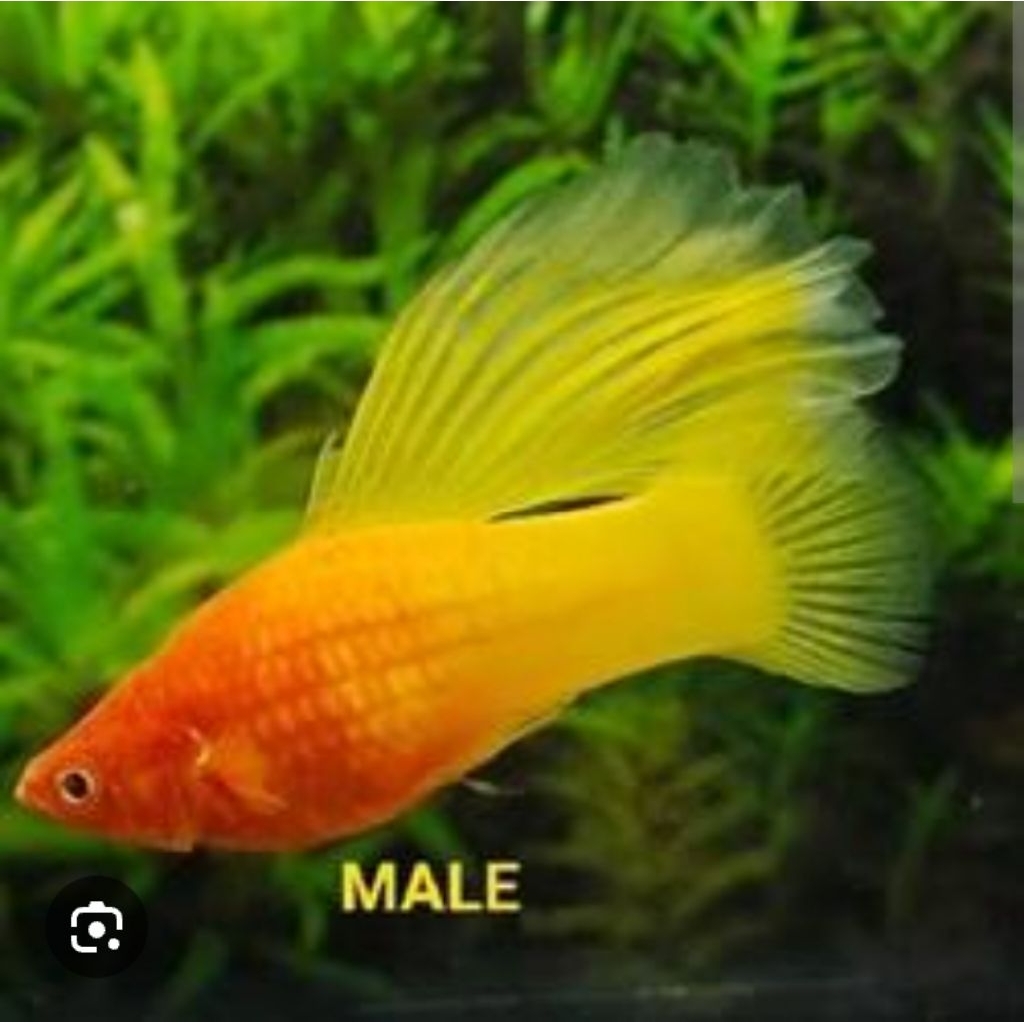 Platy sunrise hifin