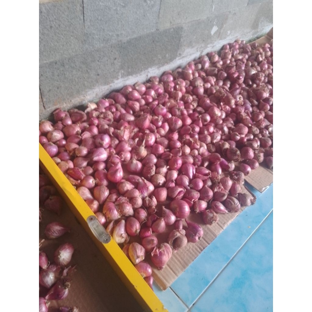 

bawang merah Brebes kecil