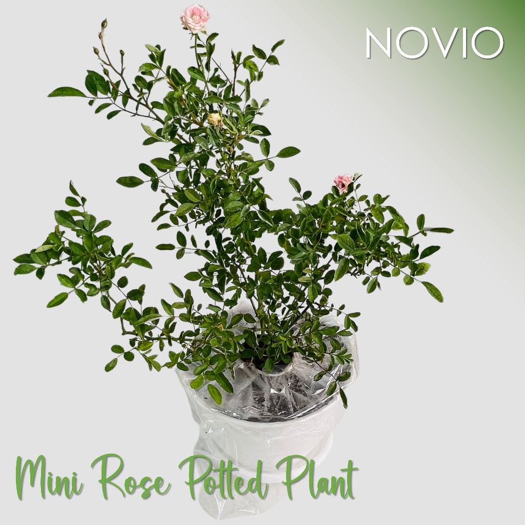 Tanaman mini rose / baby rose / bunga mawar / tanaman mawar / mawar mini