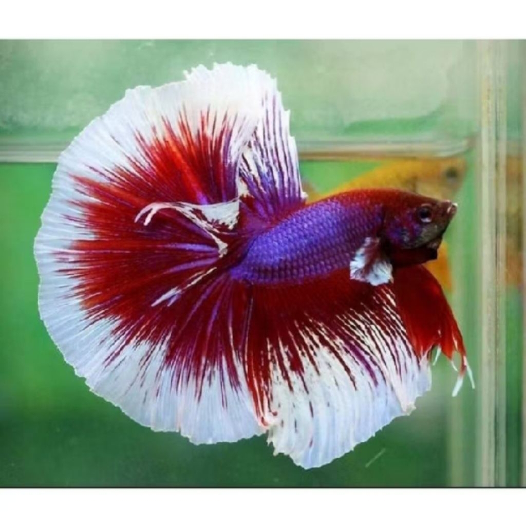 

(GARANSI 100%) stiker ikan cupang halfmoon lavender ekor lebar size m++/L