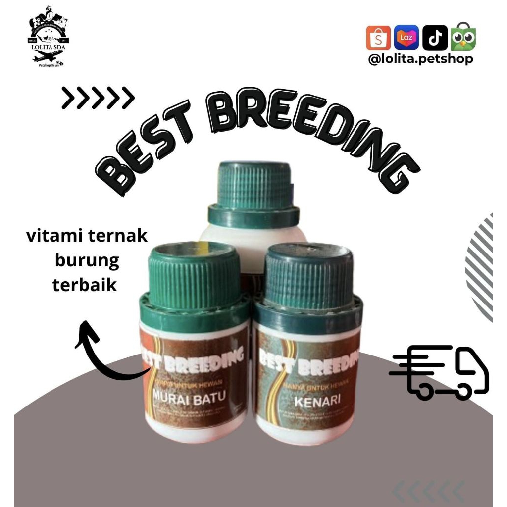 BEST BREEDING KENARI DAN MURAI BATU