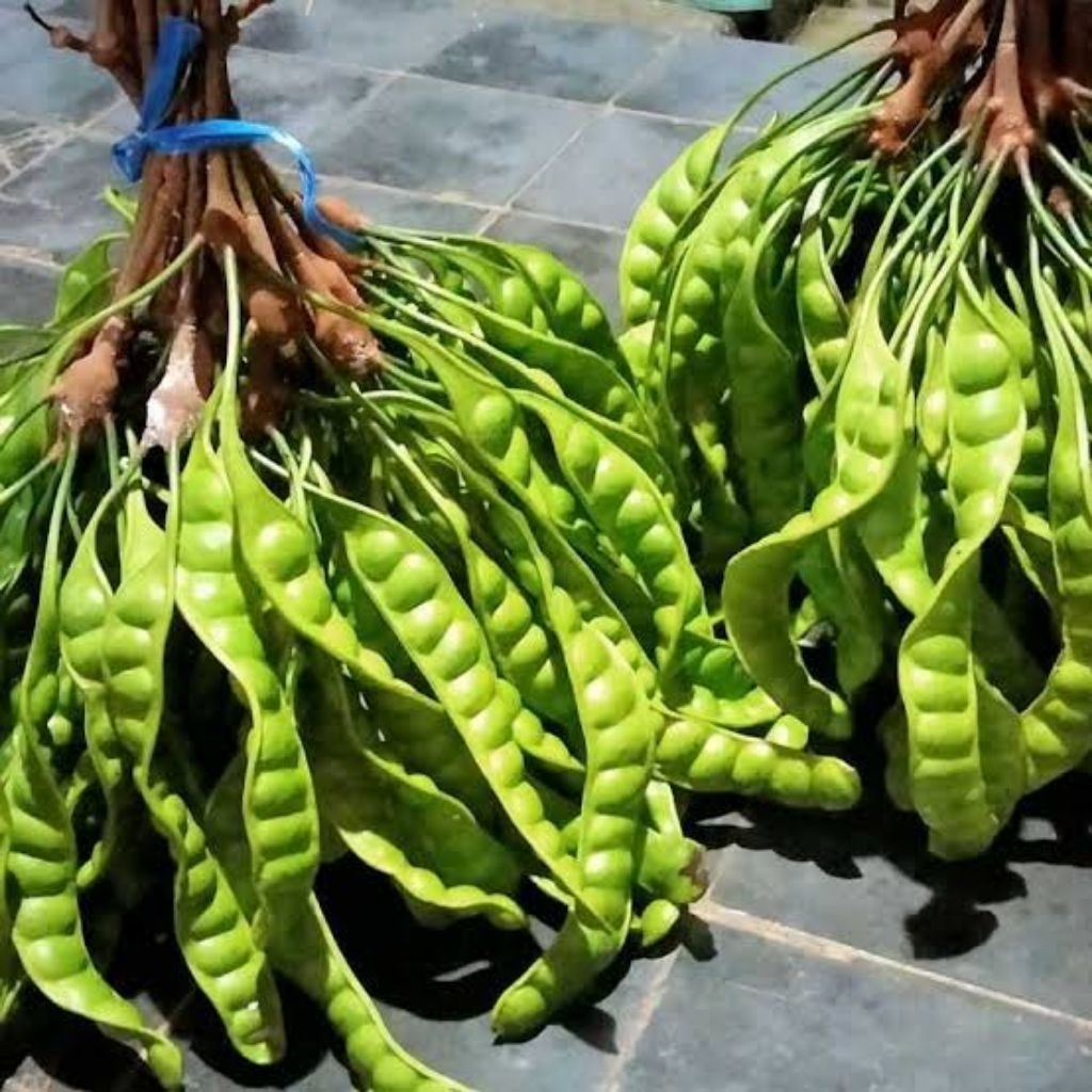 

pete 1 ppn fresh segar tua gede2 murah