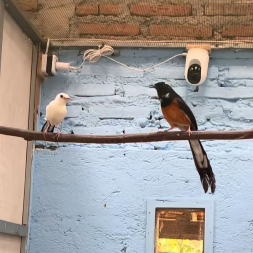 

promo telur fertil muraibatu siap menetas on garansi