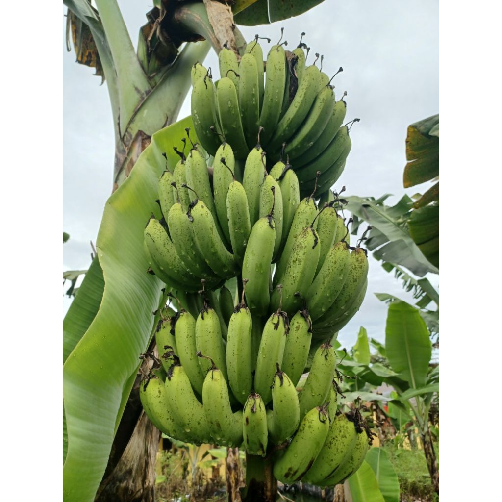 

pisang barangan 8000/sisir