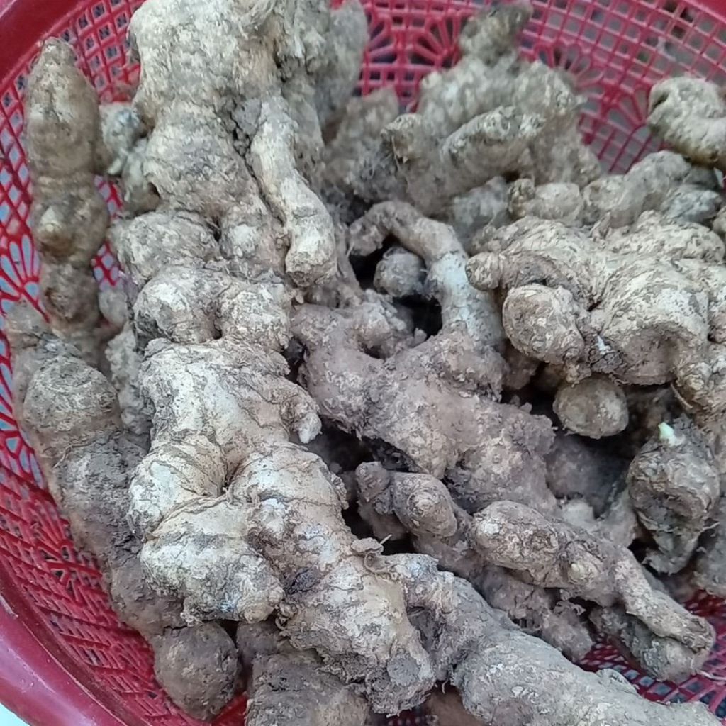 

jahe emprit fresh 1kg