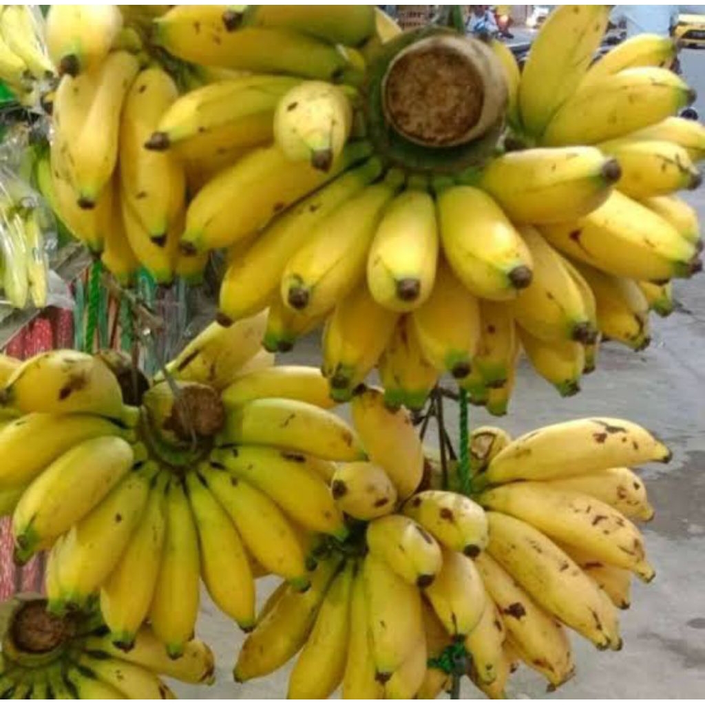 

Pisang Muli Lampung