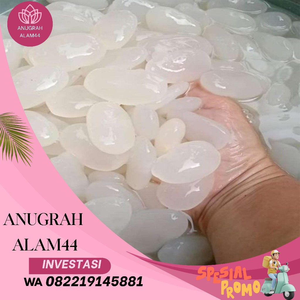 

kolang kaling segar Caruluk Segar Dan Bersih 1kg