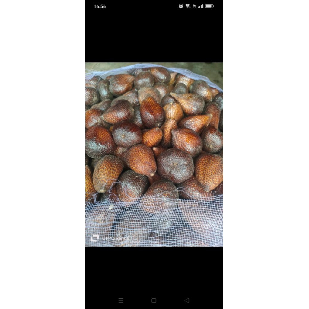 

Salak pondoh // Salak murah // Salak masir