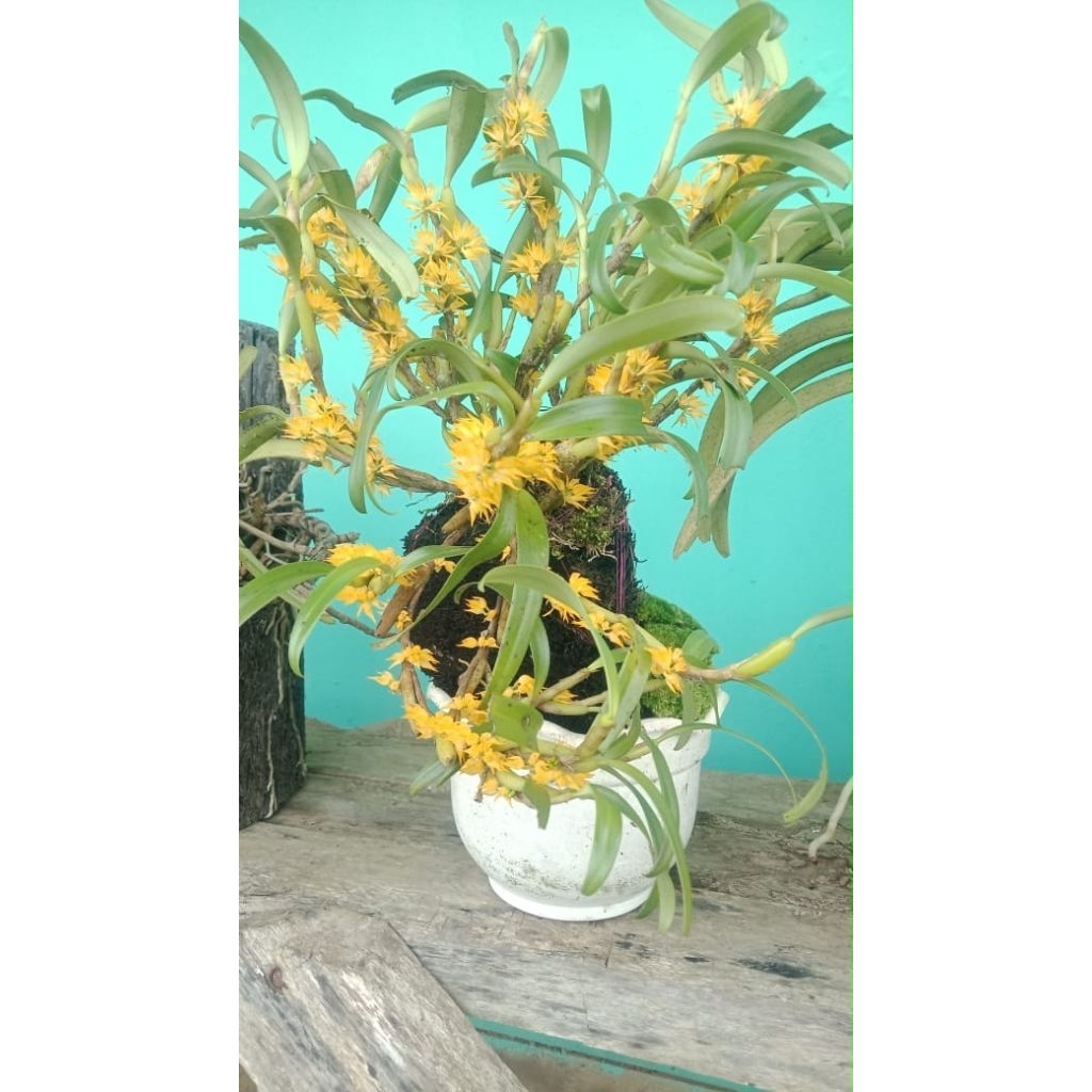 ANGGREK Bulbophyllum