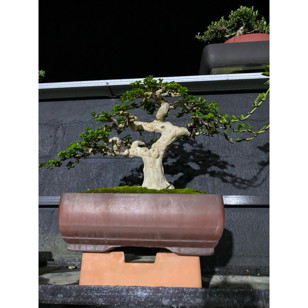 bonsai sancang prospek