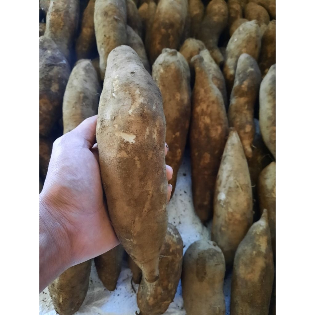 

Ubi Yakon Super Asli Wonosobo 1Kg