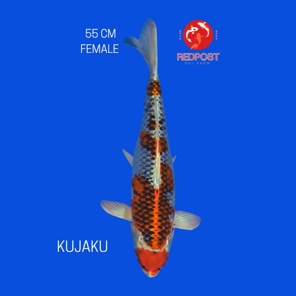 KUJAKU IKAN KOI JAPAN BERKUALITAS