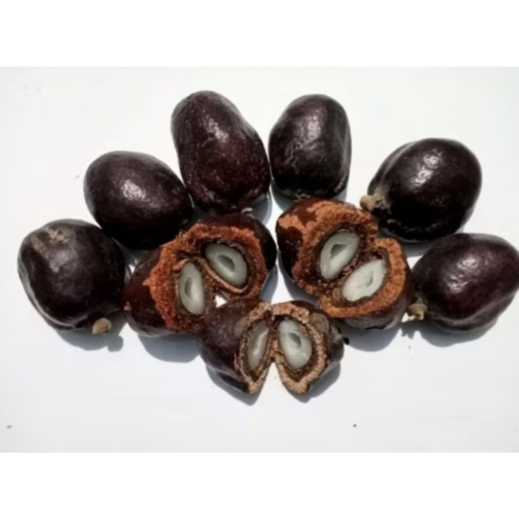 

UW 46. Buah Zuriat Madinah 250gr free testpack, Buah Promil