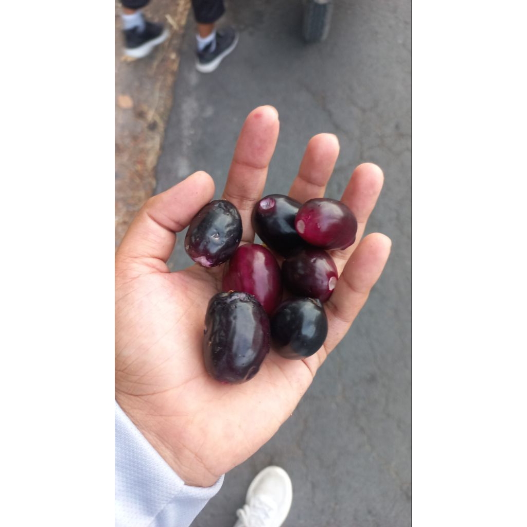

buah duwet 1kg