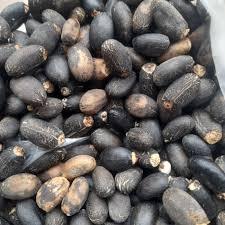 Biji Buah jarak Segar Isi 20 Biji