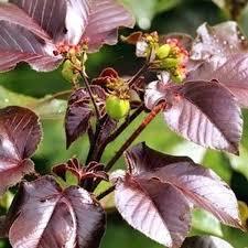 

Daun Jarak Merah Segar Isi 50 Lembar – Herbal Tradisional untuk Obat Luar, Urut, dan Kesehatan Kulit