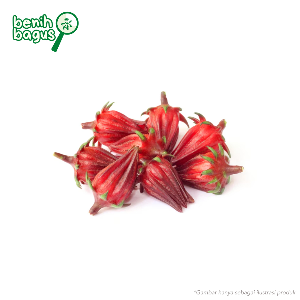 20 Biji - Benih Rosella MERAH dan Rosella UNGU, bunga lebat, mudah ditanam