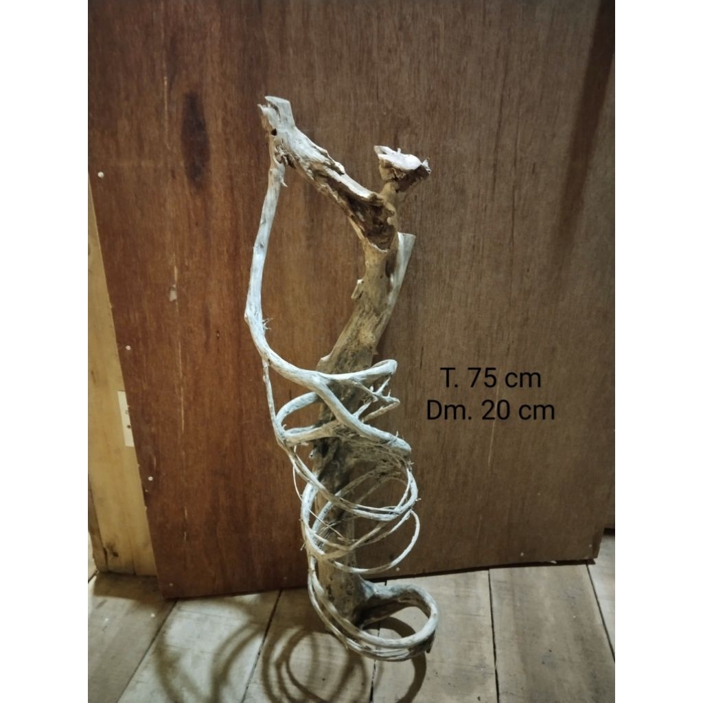 akar mimang  unik asli pembentukan alam