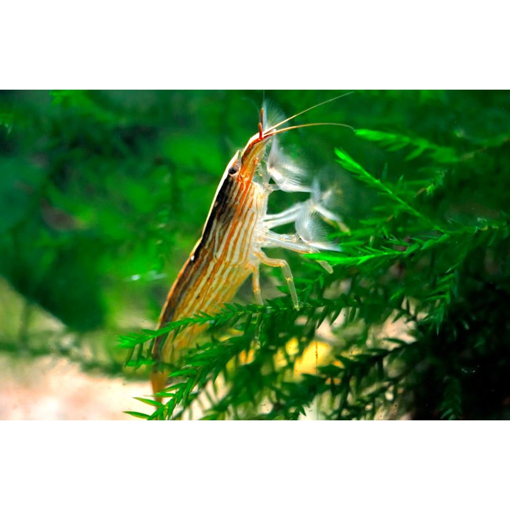 BAMBOO UDANG/ UDANG BAMBU