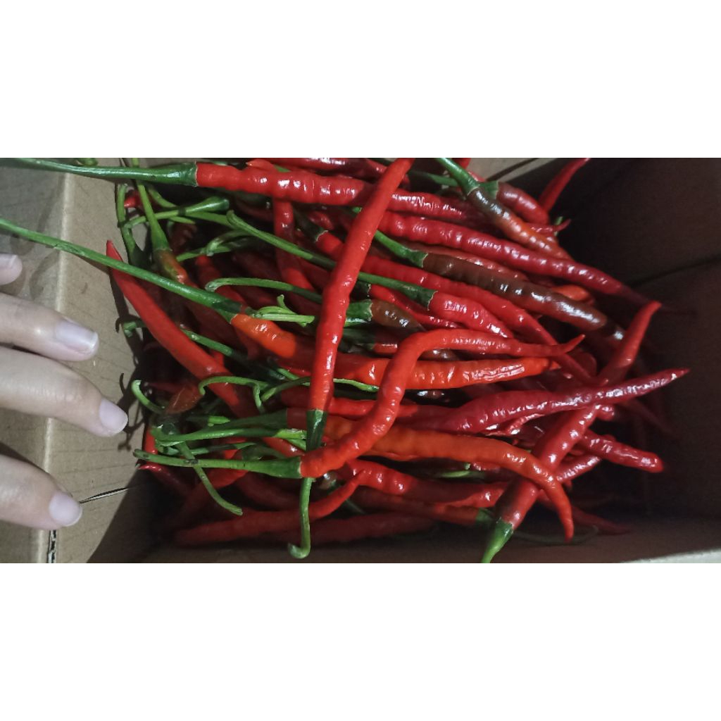 

Cabe Merah keriting TerMurah ( kering) - 1kg