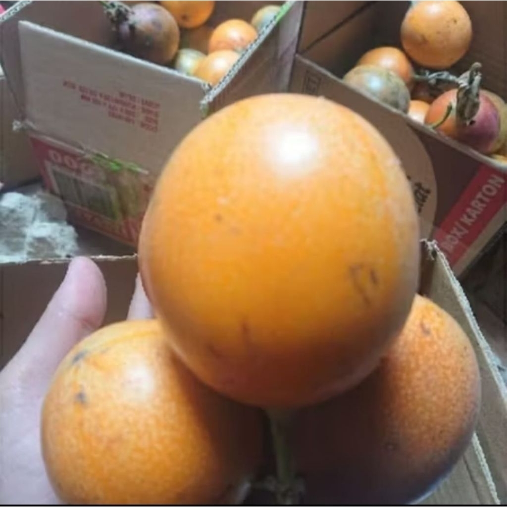 

PROMO Buah KOYAL seger dari petani langsung