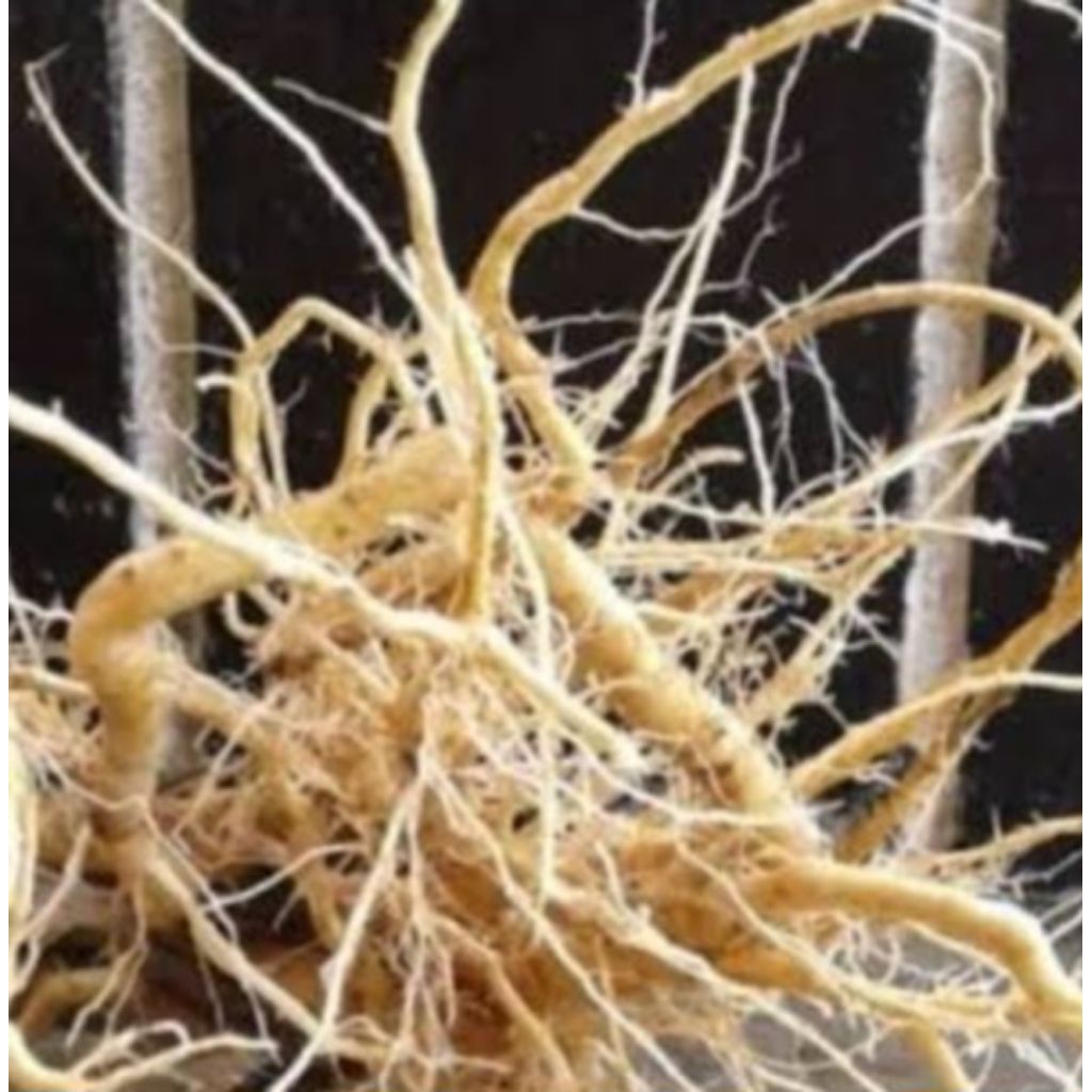 

Akar pecut kuda atau jarong segar organik 1 kg