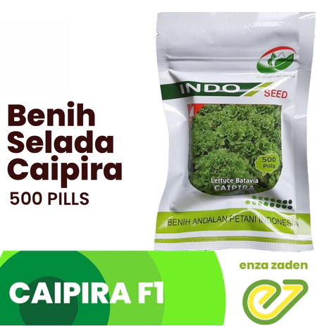 500 butir benih selada TAHAN PANAS indoseed CAiPiRa Original Pabrik / bibit selada keriting PREMIUM