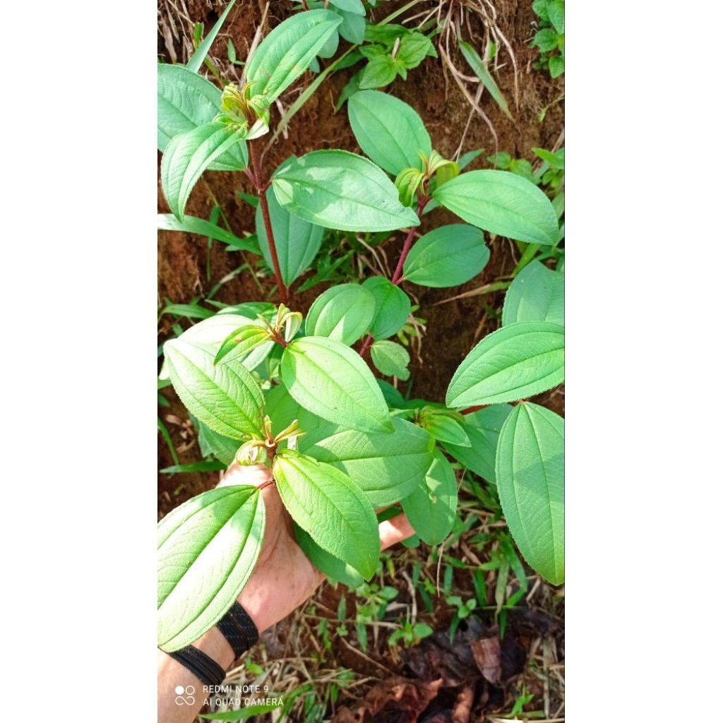 

daun senggani segar 50lmbar daun harendong