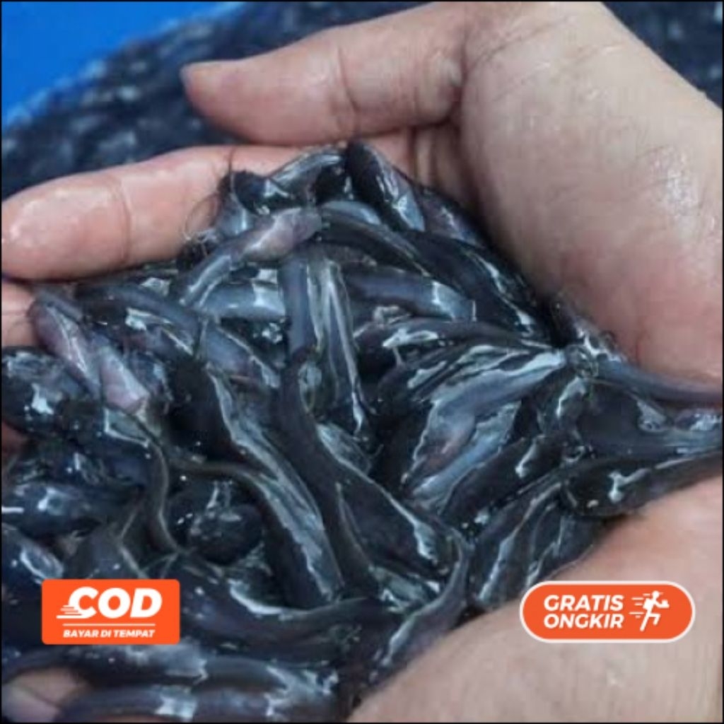 Bibit Ikan lele isi 100 ekor