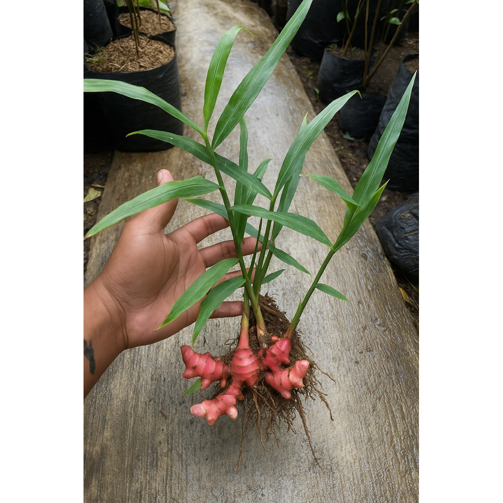 

Jahe Merah – Tanaman Jahe Merah Asli, Rimbun Berkualitas, Tinggi 20 cm