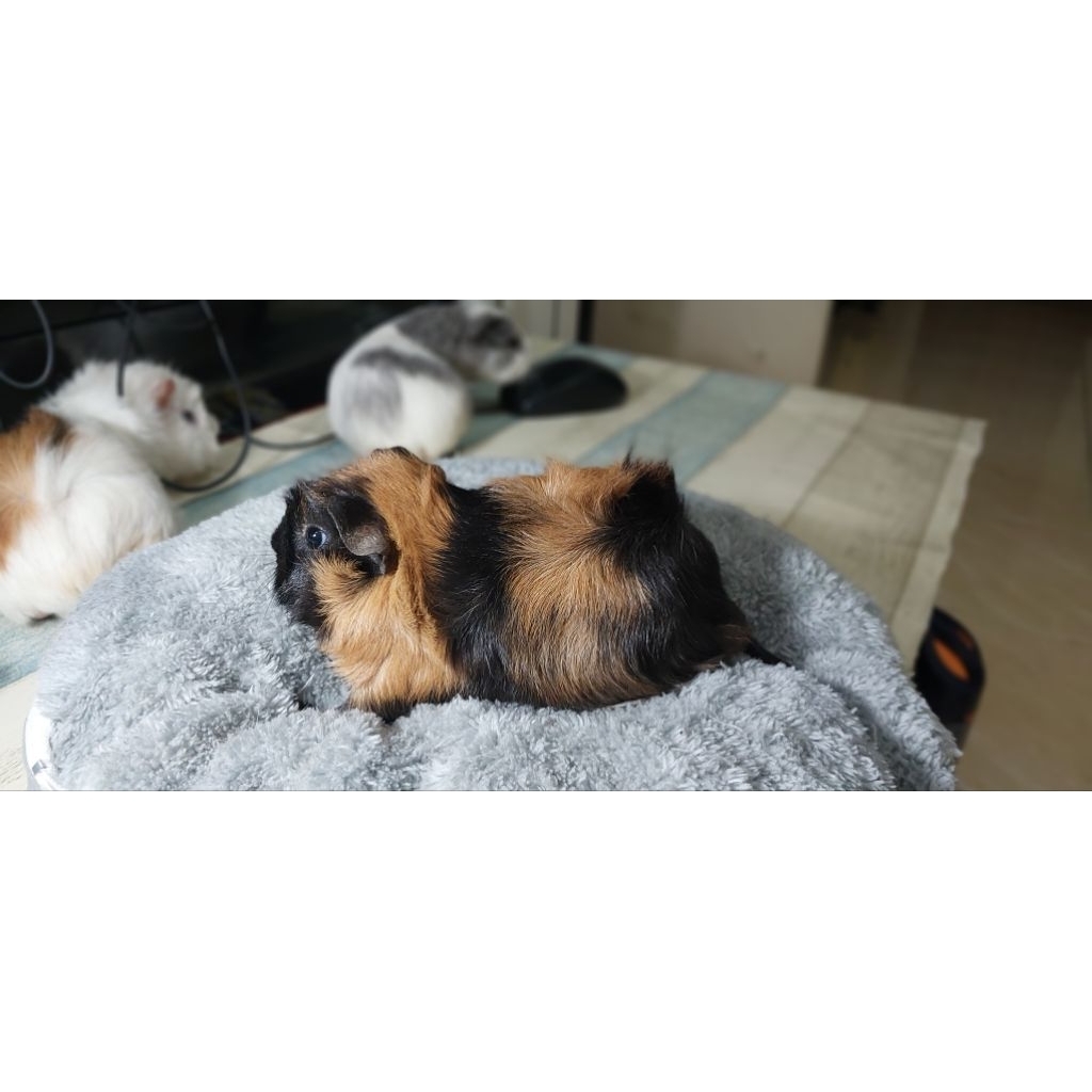 Marmut Guinea Pig Marmut Jabrik Betina