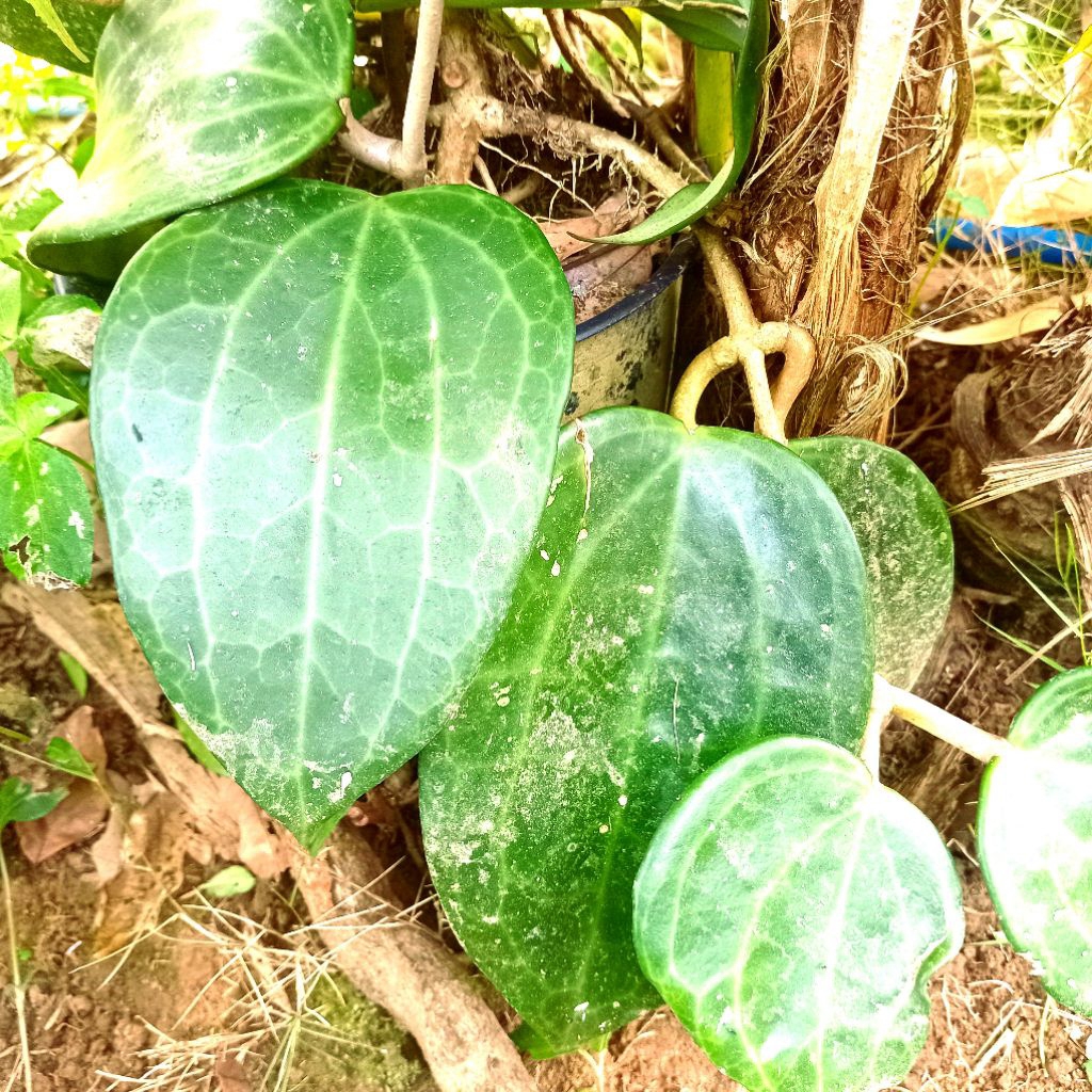 

Jual daun sirih raja segar organik per 25 lembar