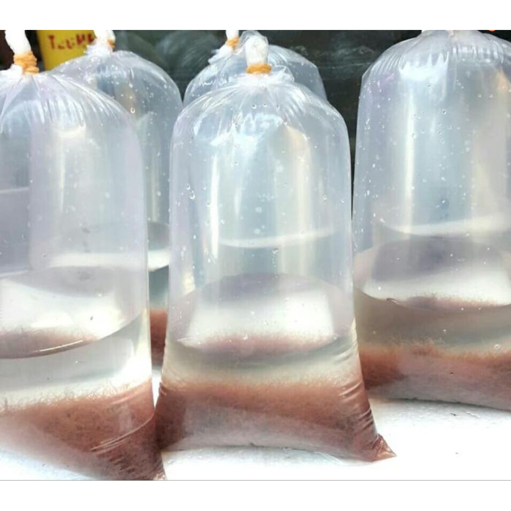 cacing sutra hidup/pakan ikan