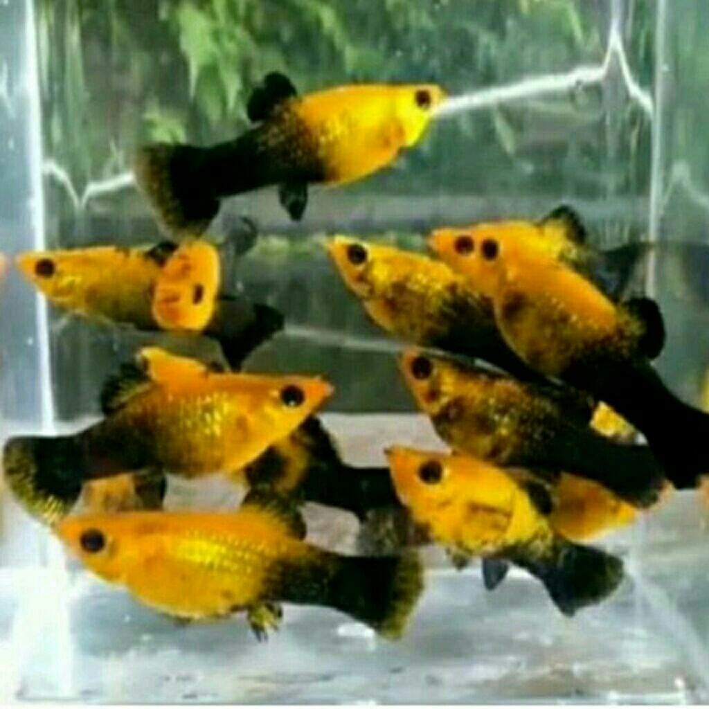 50 Ekor Golden Black Molly fish ikan hias