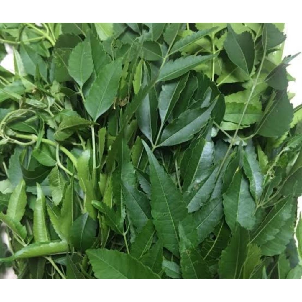 

Daun Mindi segar petik langsung 1 kg