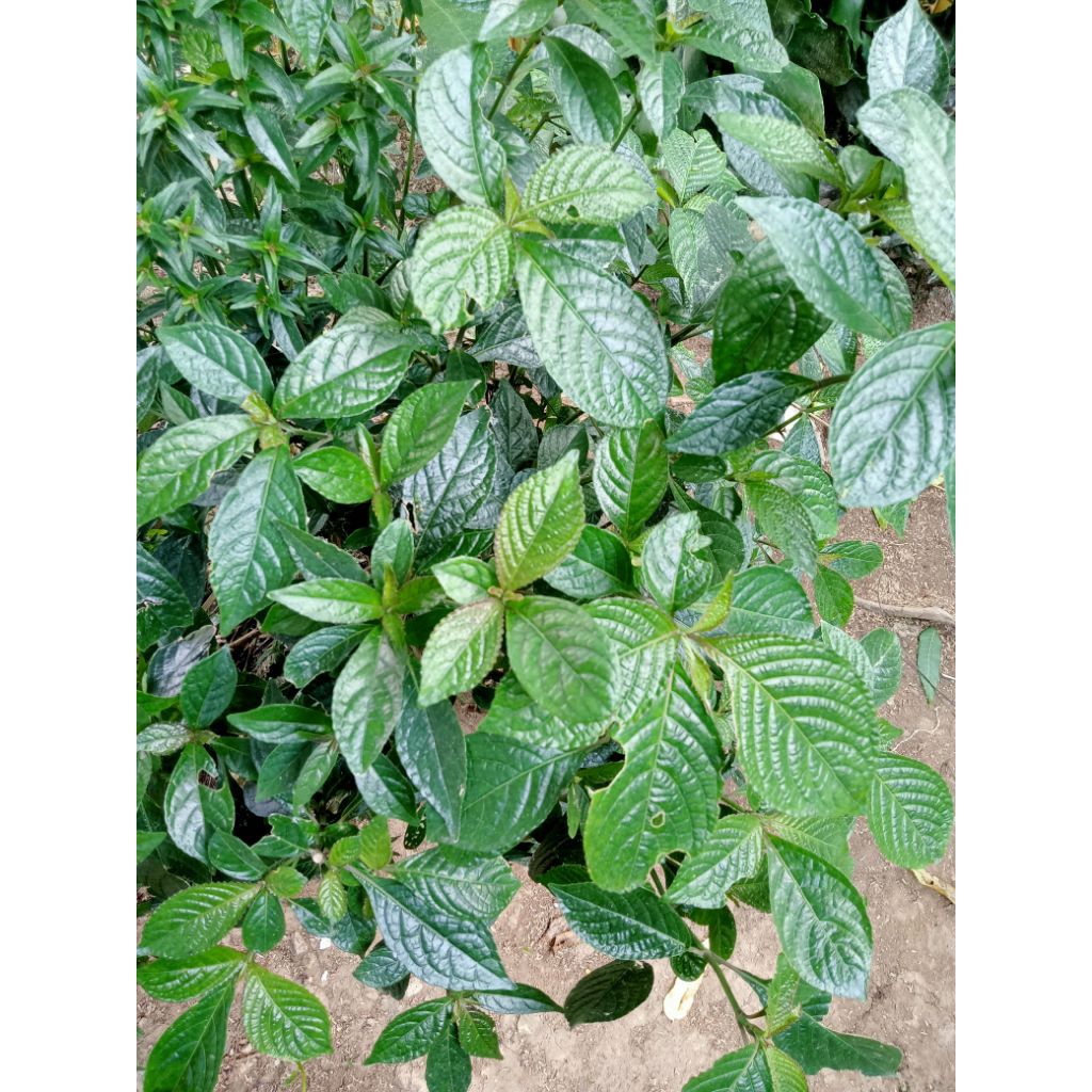 

daun kibeling atau pecah beling.per.1kg