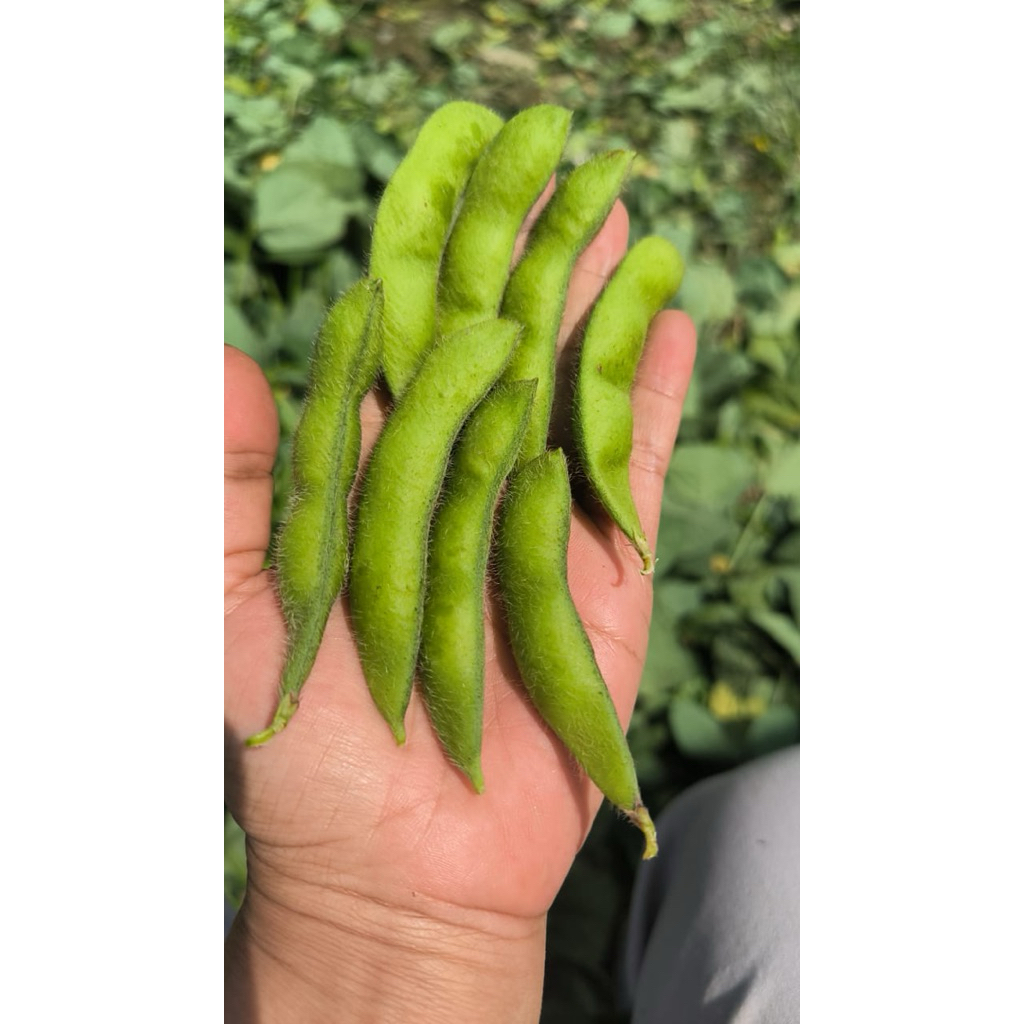 

edamame fresh