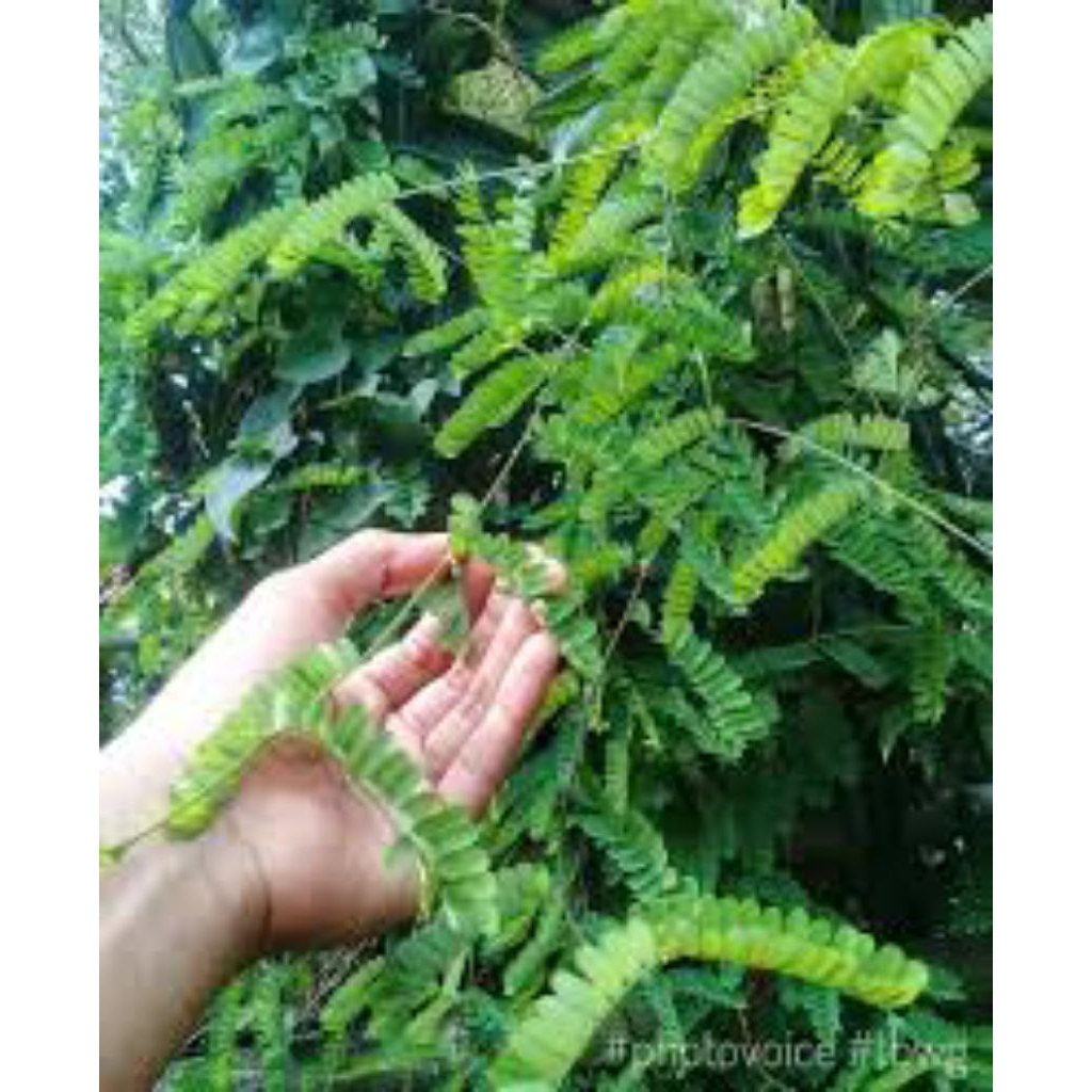 

daun saga 50 helai fresh