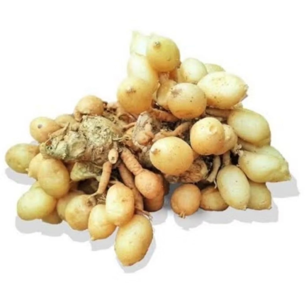 

Kunyit putih bulat gombyok super