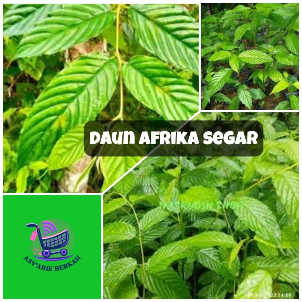 

Daun kayu Afrika segar - bahan ecofrint (1 kg)