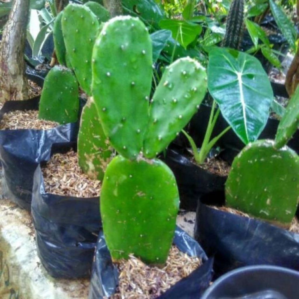 tanaman hias katus  - tanaman hias katus centong