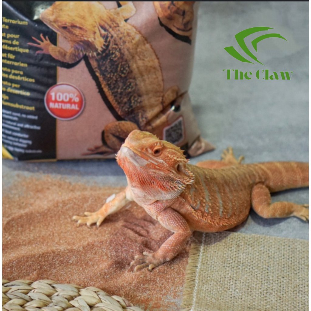 (The Claw) Exoterra Desert Sand Pasir Alas Kandang Exo Terra DesertSand Hamster Gecko